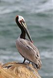 Brown Pelican